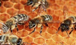 蜜蜂的特点和本领